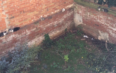 Gats sense control a l'exterior de la finca en qüestió, on viu l'afectat per la Síndrome de Noè | Cedida